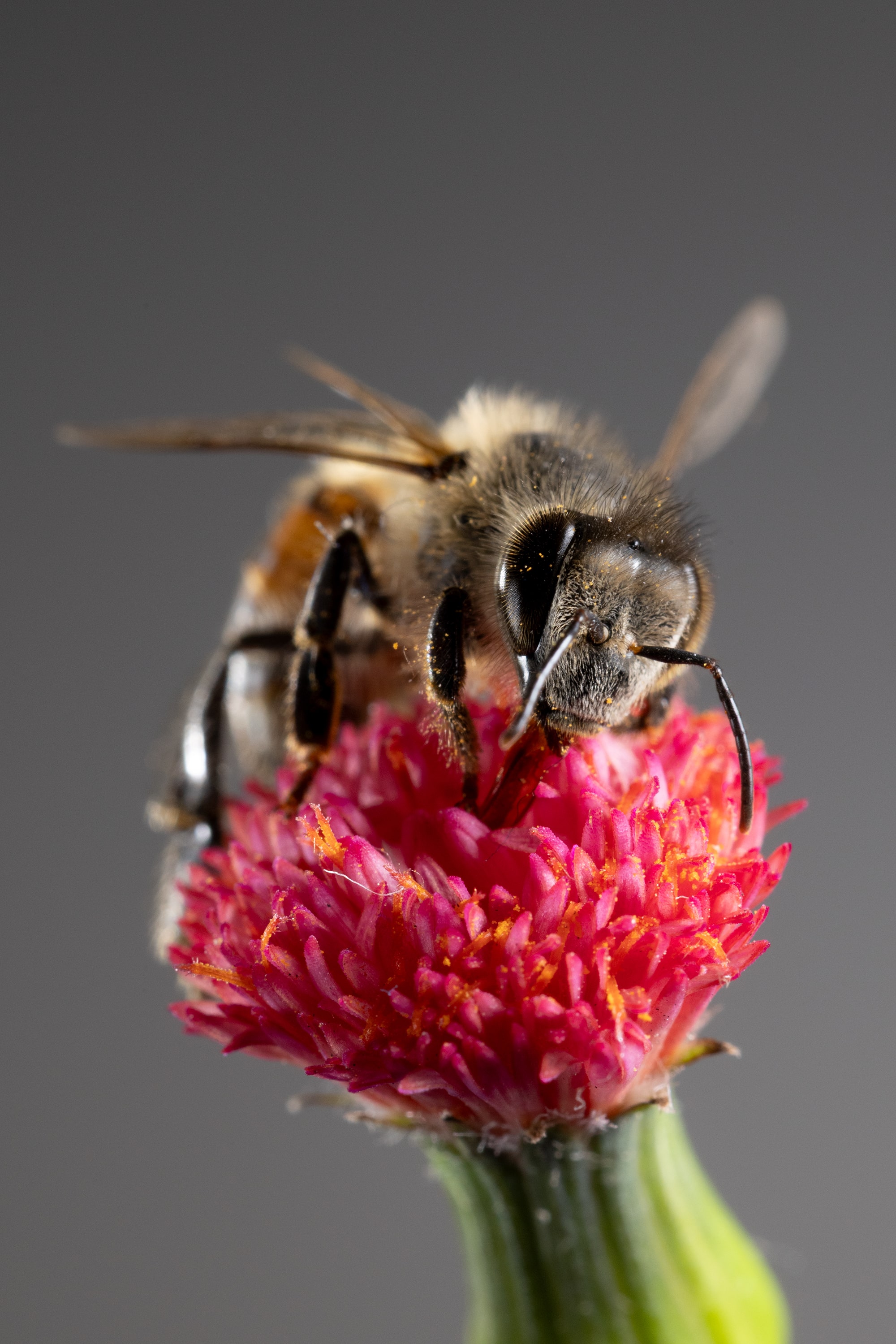글로벌 프로페셔널즈 작품
